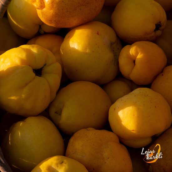 Saldētas cidonijas BIO 